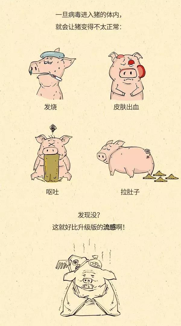 猪瘟肉，到底能不能吃